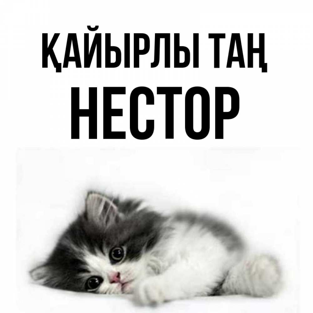 Күн сайын ашық хат с именем, Нестор Қайырлы таң кот лапки Онлайн тегін жүктеп алу тілектері бар керемет карта 