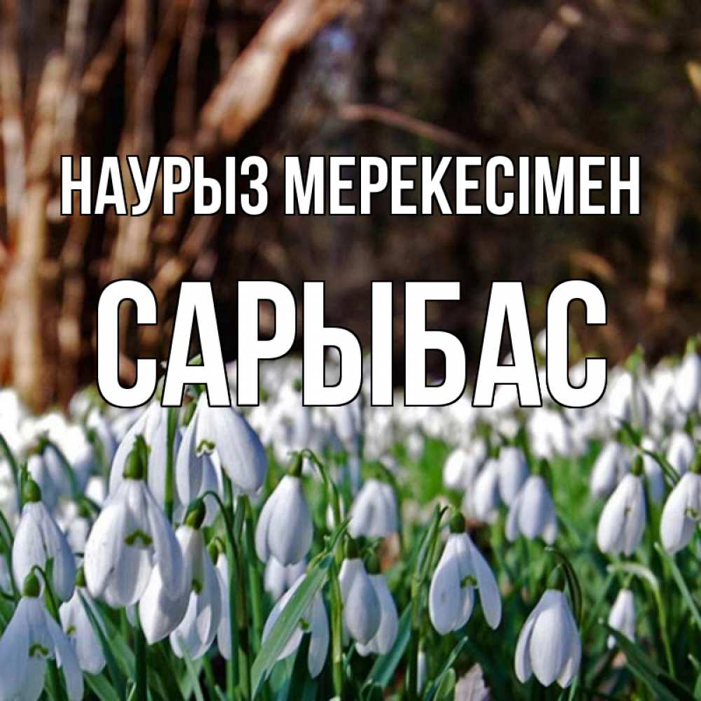Күн сайын ашық хат с именем, САРЫБАС Наурыз мерекесімен с подснежниками 1 Онлайн тегін жүктеп алу тілектері бар керемет карта 