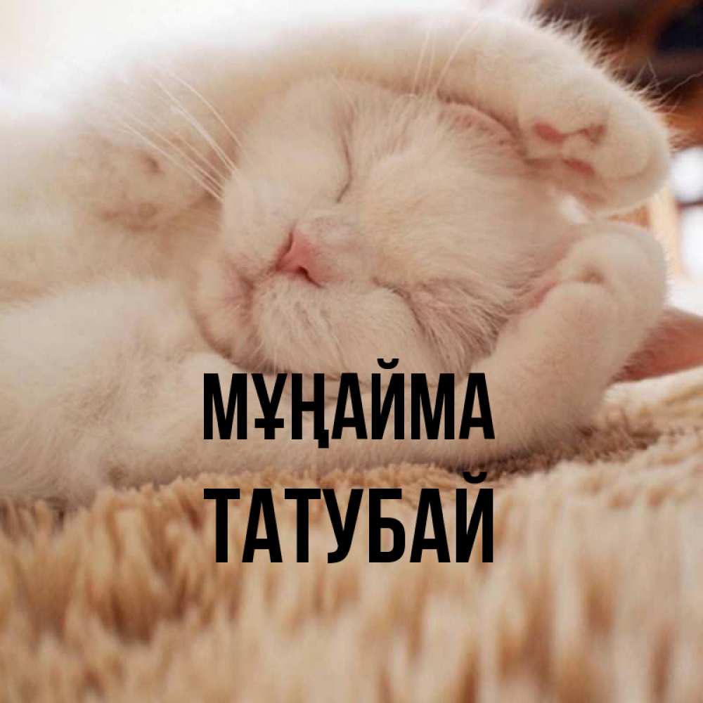 Күн сайын ашық хат с именем, ТАТУБАЙ Мұңайма Котенок спит Онлайн тегін жүктеп алу тілектері бар керемет карта 