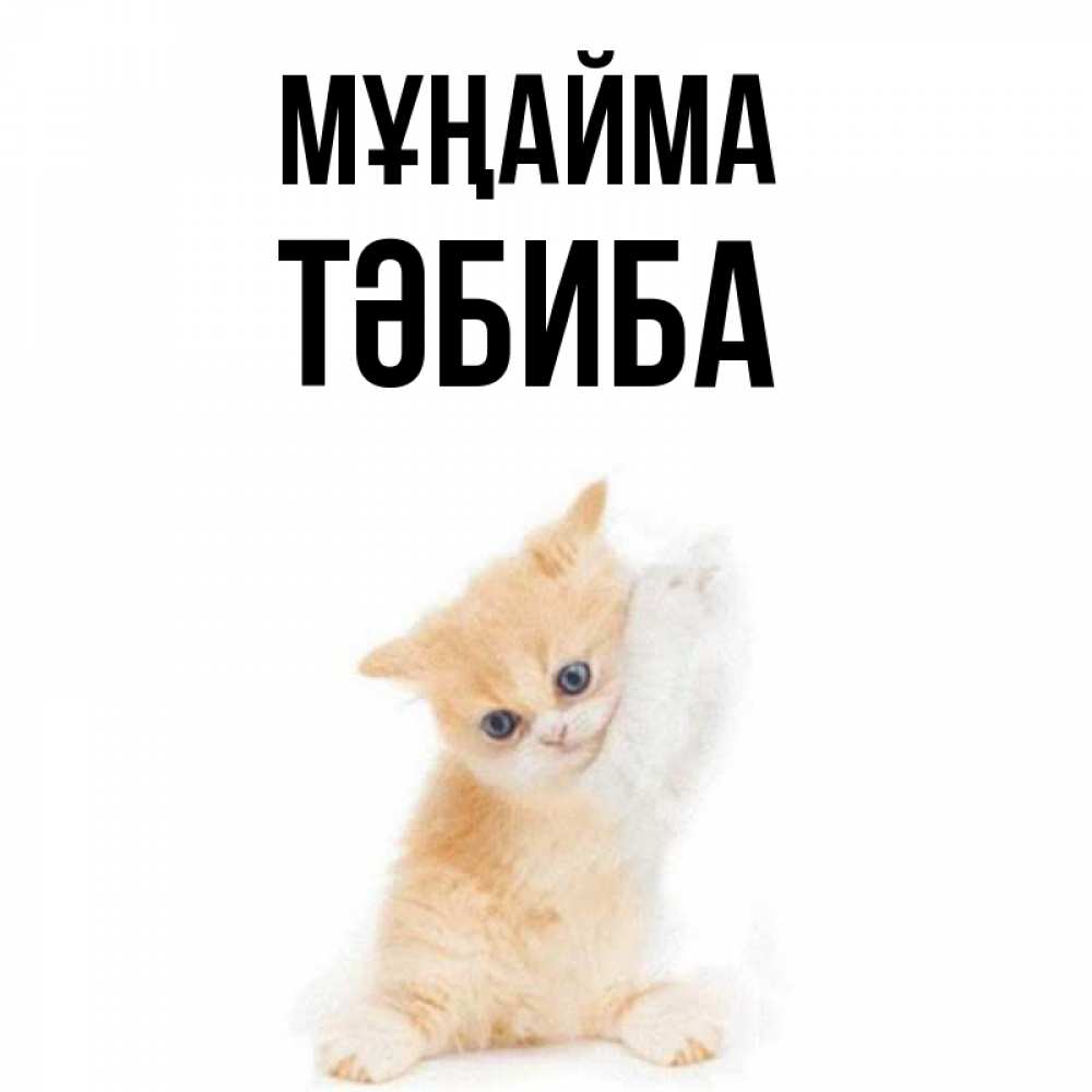 Күн сайын ашық хат с именем, ТӘБИБА Мұңайма просящий кот Онлайн тегін жүктеп алу тілектері бар керемет карта 