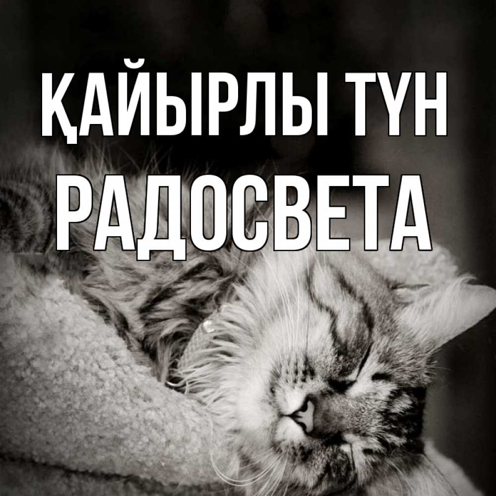 Күн сайын ашық хат с именем, Радосвета Қайырлы түн котярик пушистый Онлайн тегін жүктеп алу тілектері бар керемет карта 