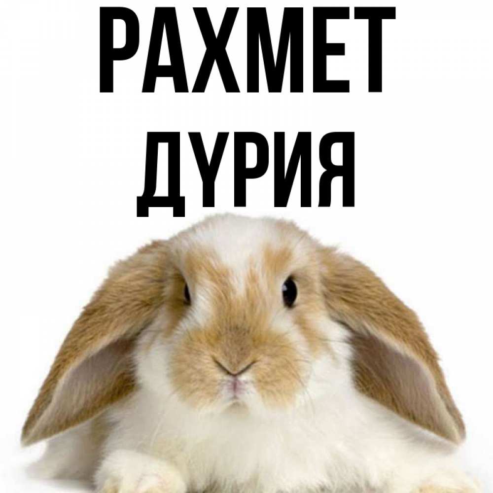 Күн сайын ашық хат с именем, ДҮРИЯ рахмет коричнево белый заяц Онлайн тегін жүктеп алу тілектері бар керемет карта 