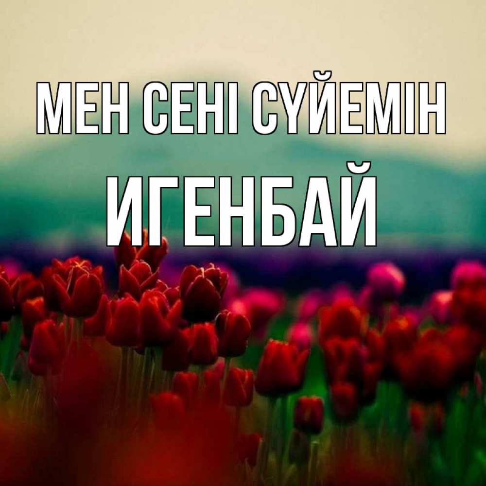 Күн сайын ашық хат с именем, Игенбай Мен сені сүйемін тюльпаны 4 Онлайн тегін жүктеп алу тілектері бар керемет карта 
