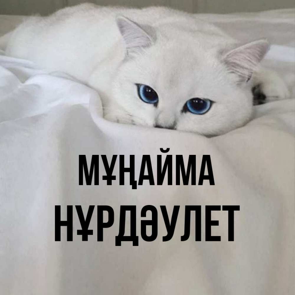 Күн сайын ашық хат с именем, НҰРДӘУЛЕТ Мұңайма Голубоглазая кошка Онлайн тегін жүктеп алу тілектері бар керемет карта 