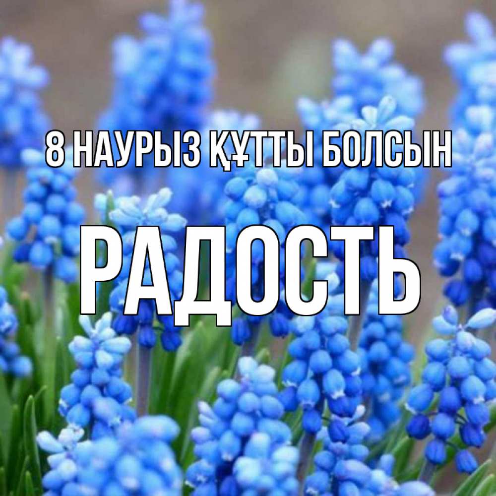 Күн сайын ашық хат с именем, Радость 8 наурыз құтты болсын Поздравительная открытка для женщин с цветами на праздничную дату Онлайн тегін жүктеп алу тілектері бар керемет карта 