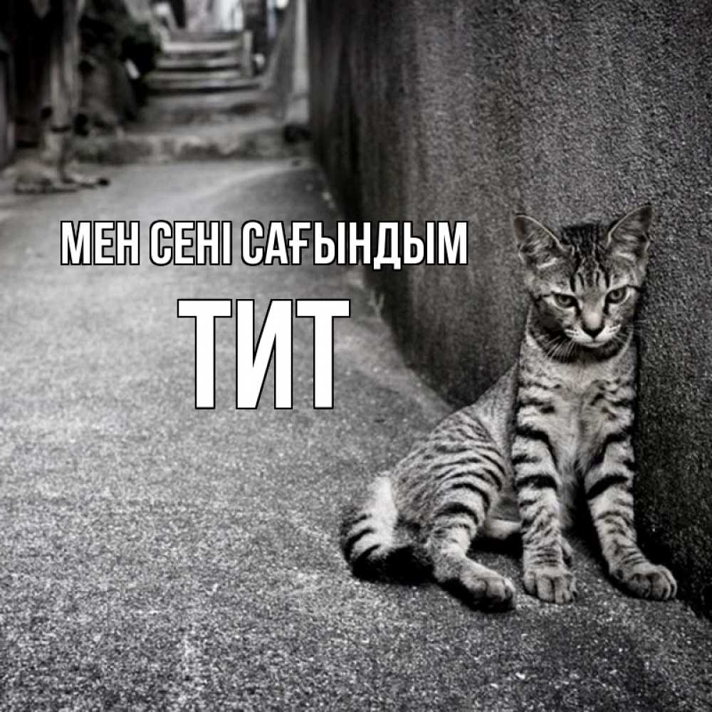 Күн сайын ашық хат с именем, Тит Мен сені сағындым одиноко котику Онлайн тегін жүктеп алу тілектері бар керемет карта 