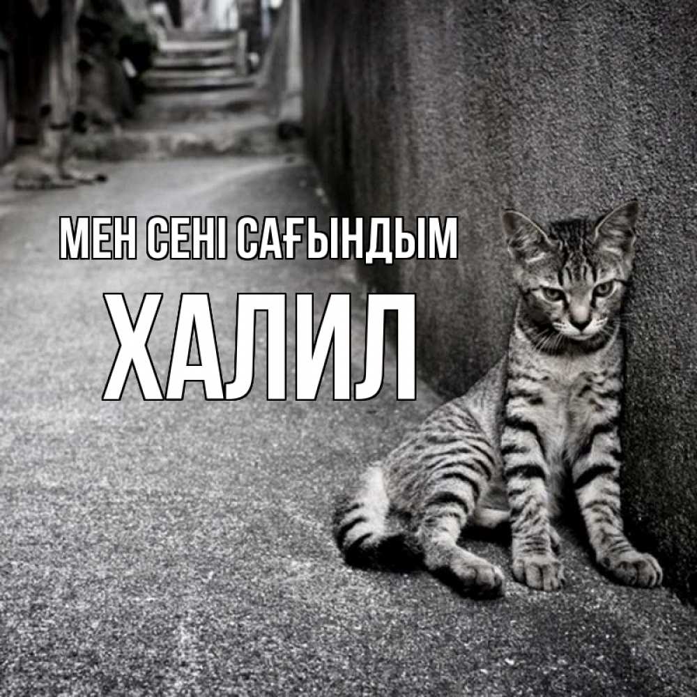 Күн сайын ашық хат с именем, ХАЛИЛ Мен сені сағындым одиноко котику Онлайн тегін жүктеп алу тілектері бар керемет карта 