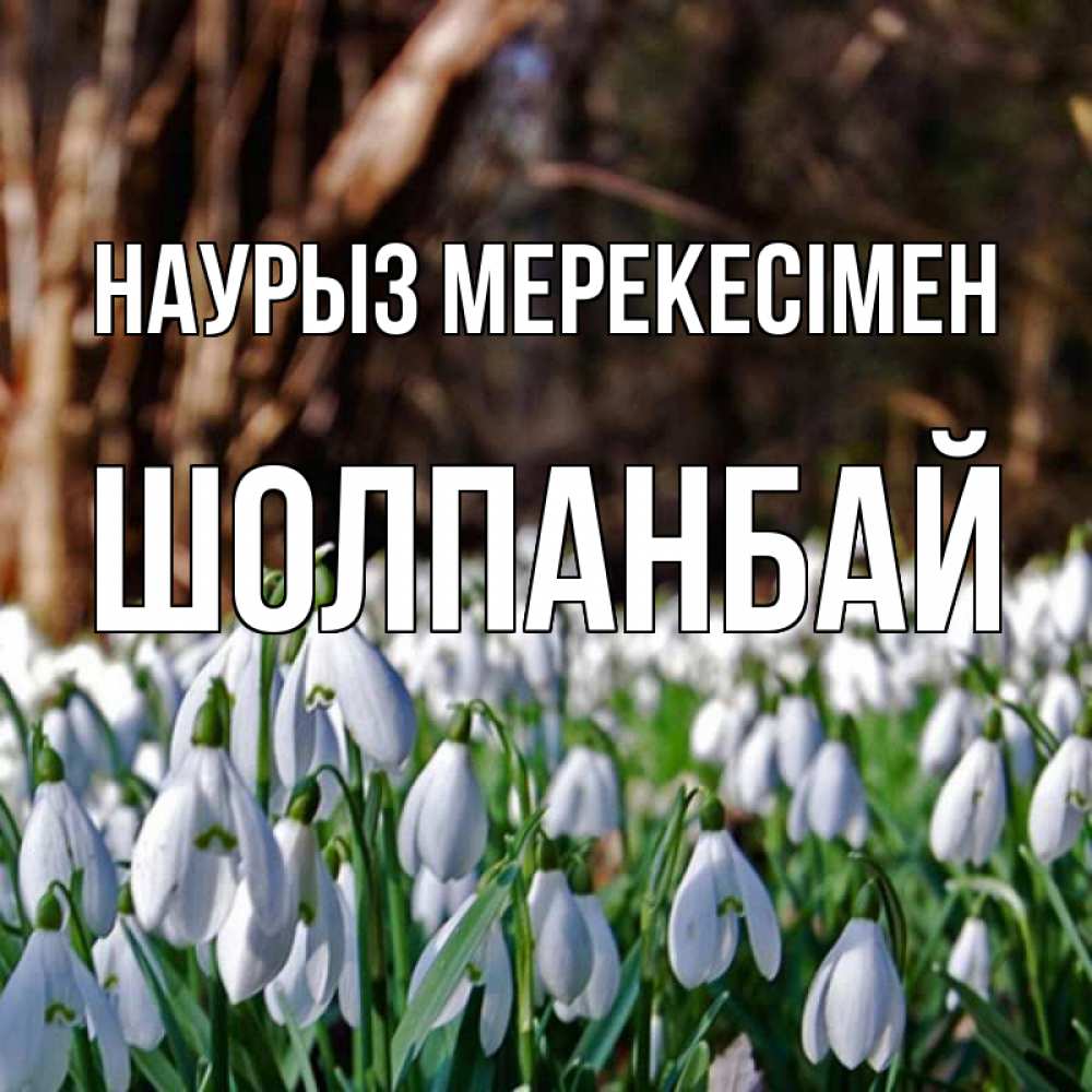 Күн сайын ашық хат с именем, ШОЛПАНБАЙ Наурыз мерекесімен с подснежниками 1 Онлайн тегін жүктеп алу тілектері бар керемет карта 