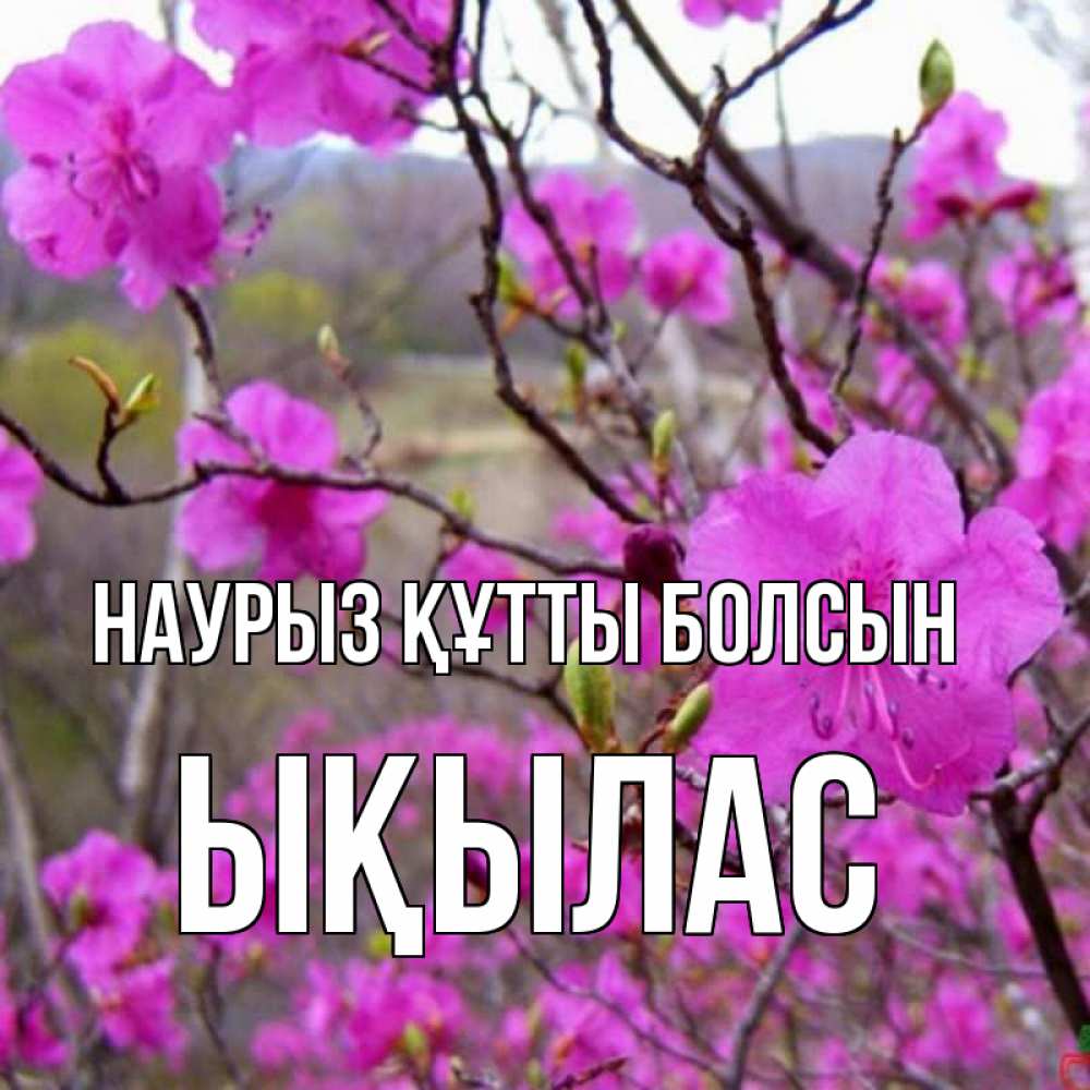 Күн сайын ашық хат с именем, ЫҚЫЛАС Наурыз құтты болсын наурыз мейрамы кутты болсын Онлайн тегін жүктеп алу тілектері бар керемет карта 