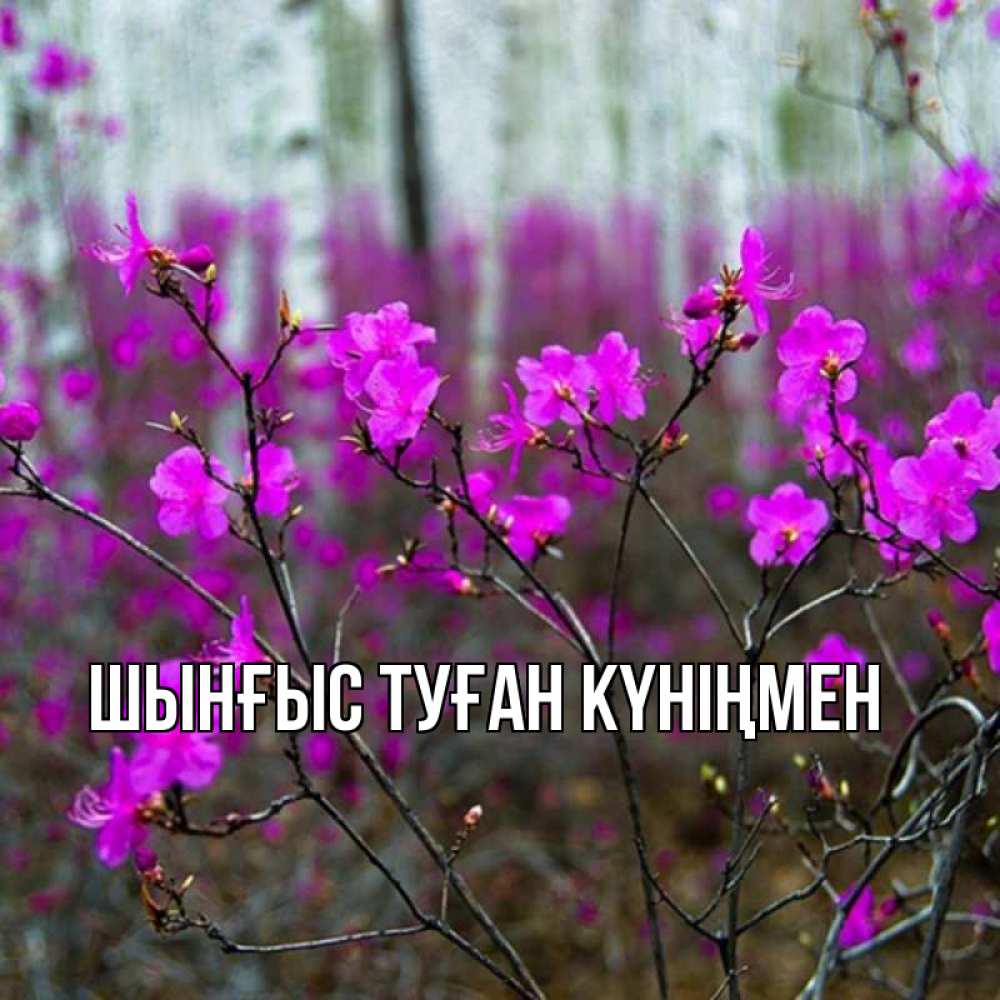 Картинка  с именем , ШЫНҒЫС! ТУҒАН КҮНІҢМЕН!