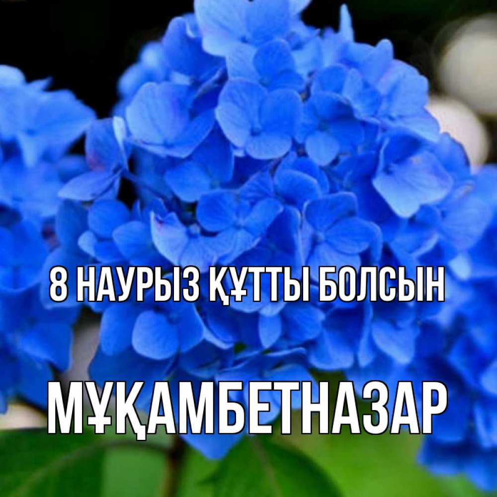 Күн сайын ашық хат с именем, Мұқамбетназар 8 наурыз құтты болсын синие цветы Онлайн тегін жүктеп алу тілектері бар керемет карта 