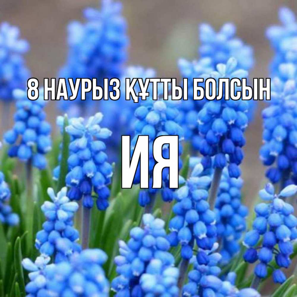 Күн сайын ашық хат с именем, Ия 8 наурыз құтты болсын Поздравительная открытка для женщин с цветами на праздничную дату Онлайн тегін жүктеп алу тілектері бар керемет карта 