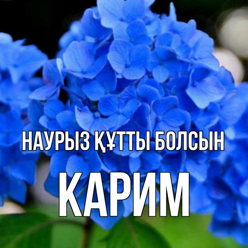 Күн сайын ашық хат с именем, Карим Наурыз құтты болсын синие цветы Онлайн тегін жүктеп алу тілектері бар керемет карта 