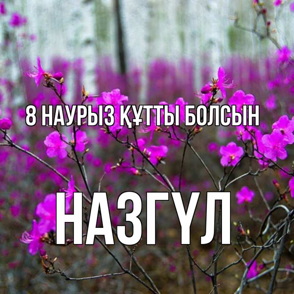 Күн сайын ашық хат с именем, НАЗГҮЛ 8 наурыз құтты болсын дикие цветы Онлайн тегін жүктеп алу тілектері бар керемет карта 