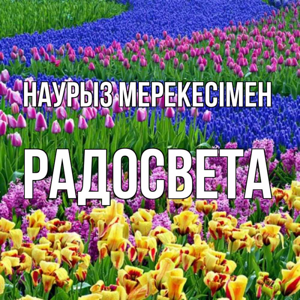 Күн сайын ашық хат с именем, Радосвета Наурыз мерекесімен цветы Онлайн тегін жүктеп алу тілектері бар керемет карта 