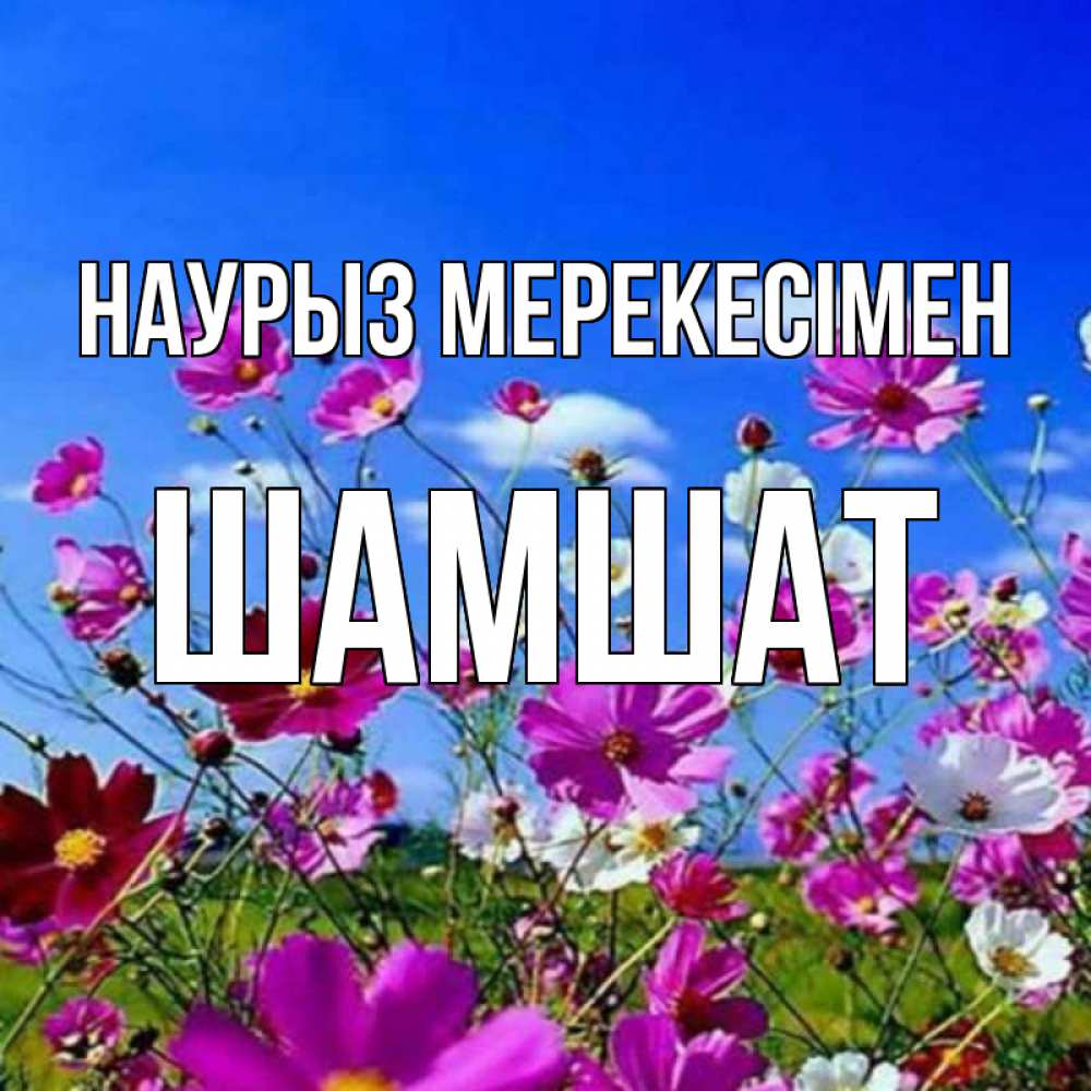 Күн сайын ашық хат с именем, ШАМШАТ Наурыз мерекесімен цветы Онлайн тегін жүктеп алу тілектері бар керемет карта 