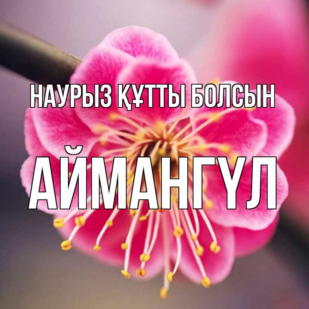 Күн сайын ашық хат с именем, Аймангүл Наурыз құтты болсын цветы Онлайн тегін жүктеп алу тілектері бар керемет карта 