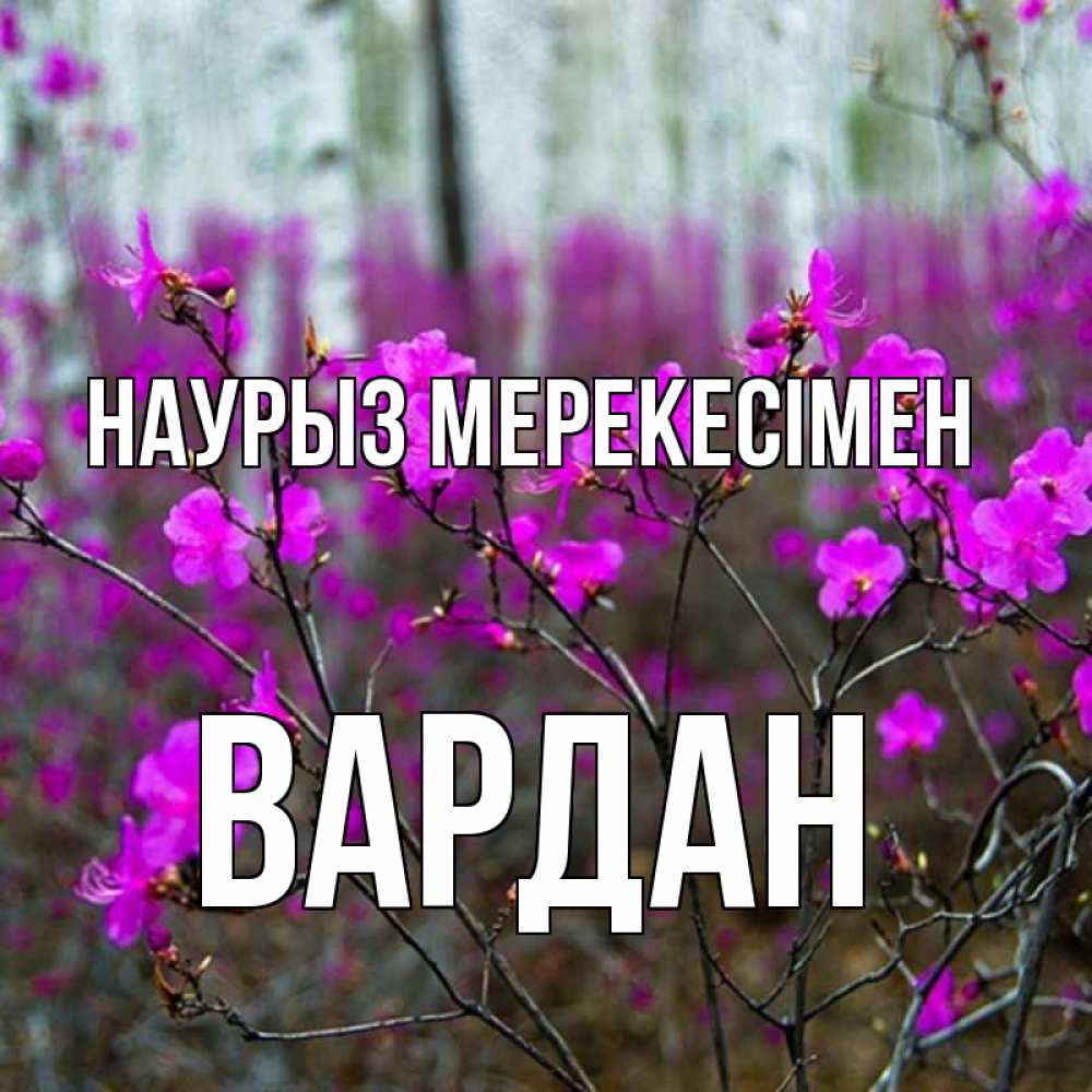 Күн сайын ашық хат с именем, Вардан Наурыз мерекесімен дикие цветы Онлайн тегін жүктеп алу тілектері бар керемет карта 