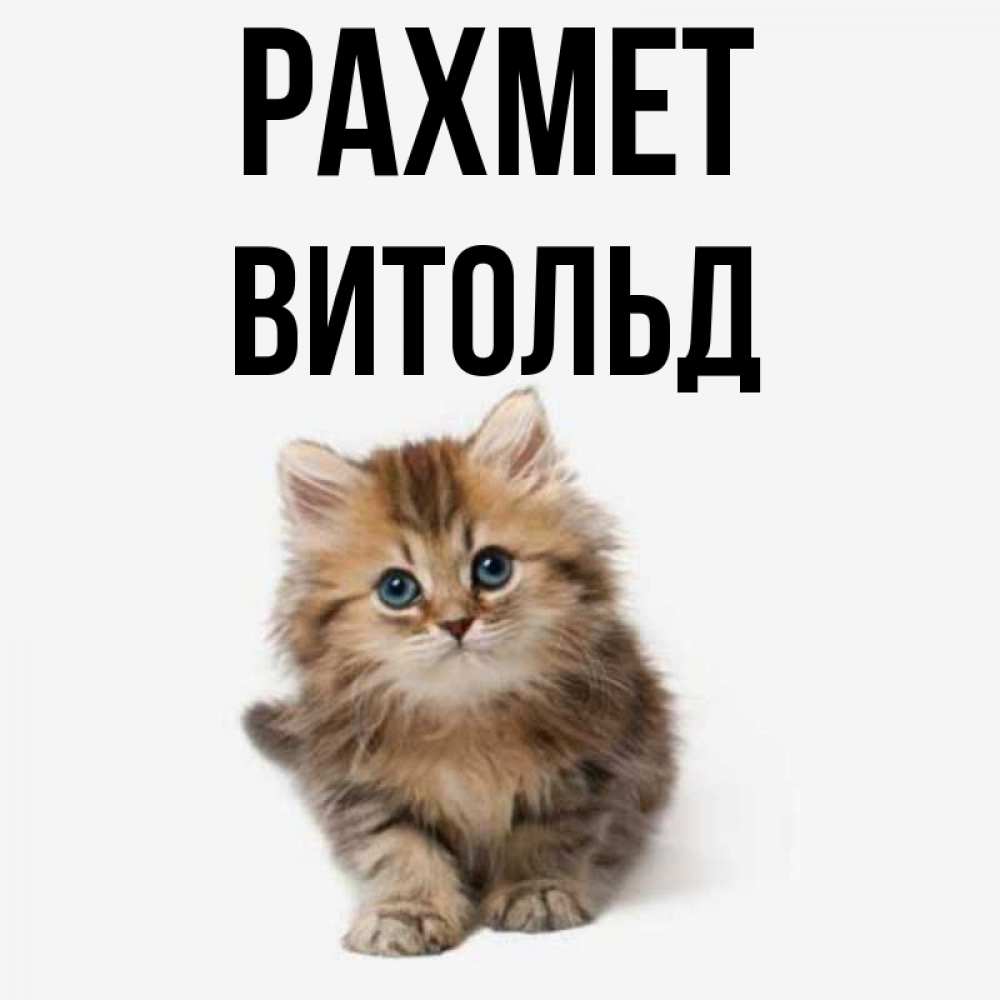 Күн сайын ашық хат с именем, Витольд рахмет пушистый котик Онлайн тегін жүктеп алу тілектері бар керемет карта 