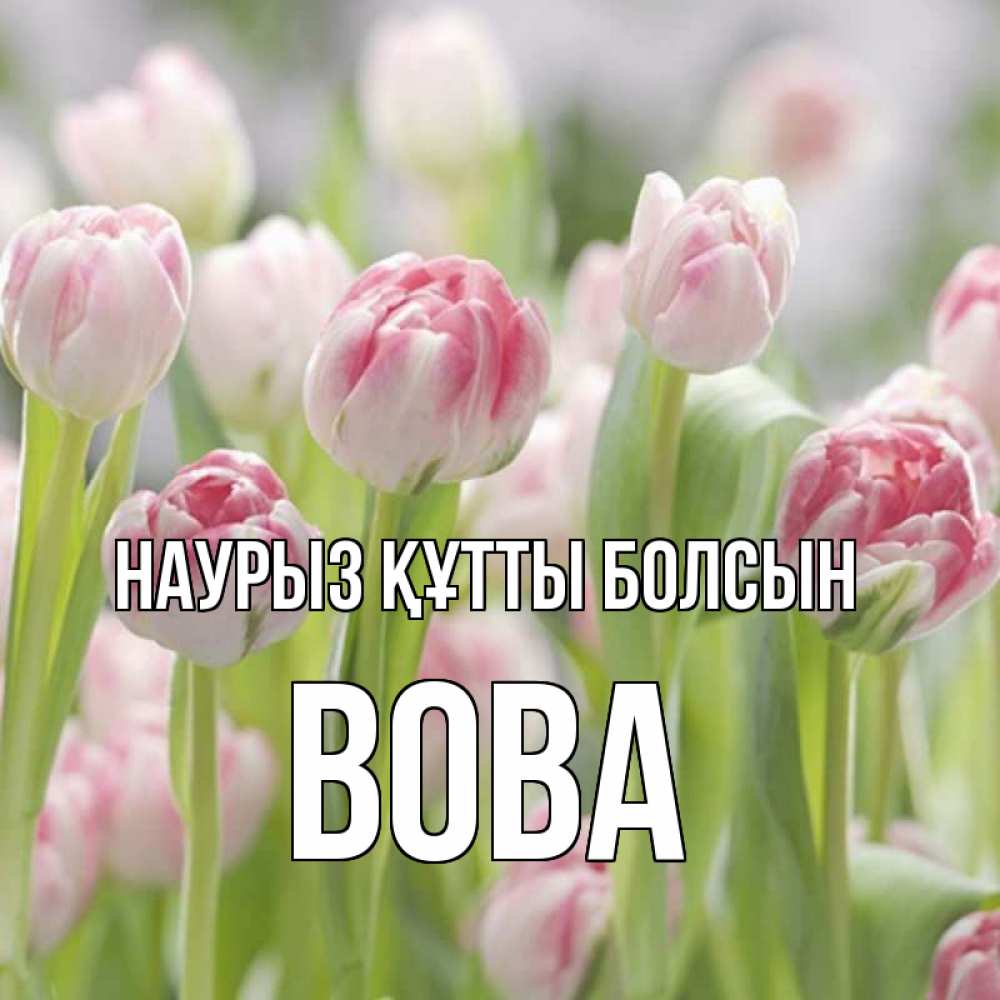 Күн сайын ашық хат с именем, Вова Наурыз құтты болсын цветы Онлайн тегін жүктеп алу тілектері бар керемет карта 