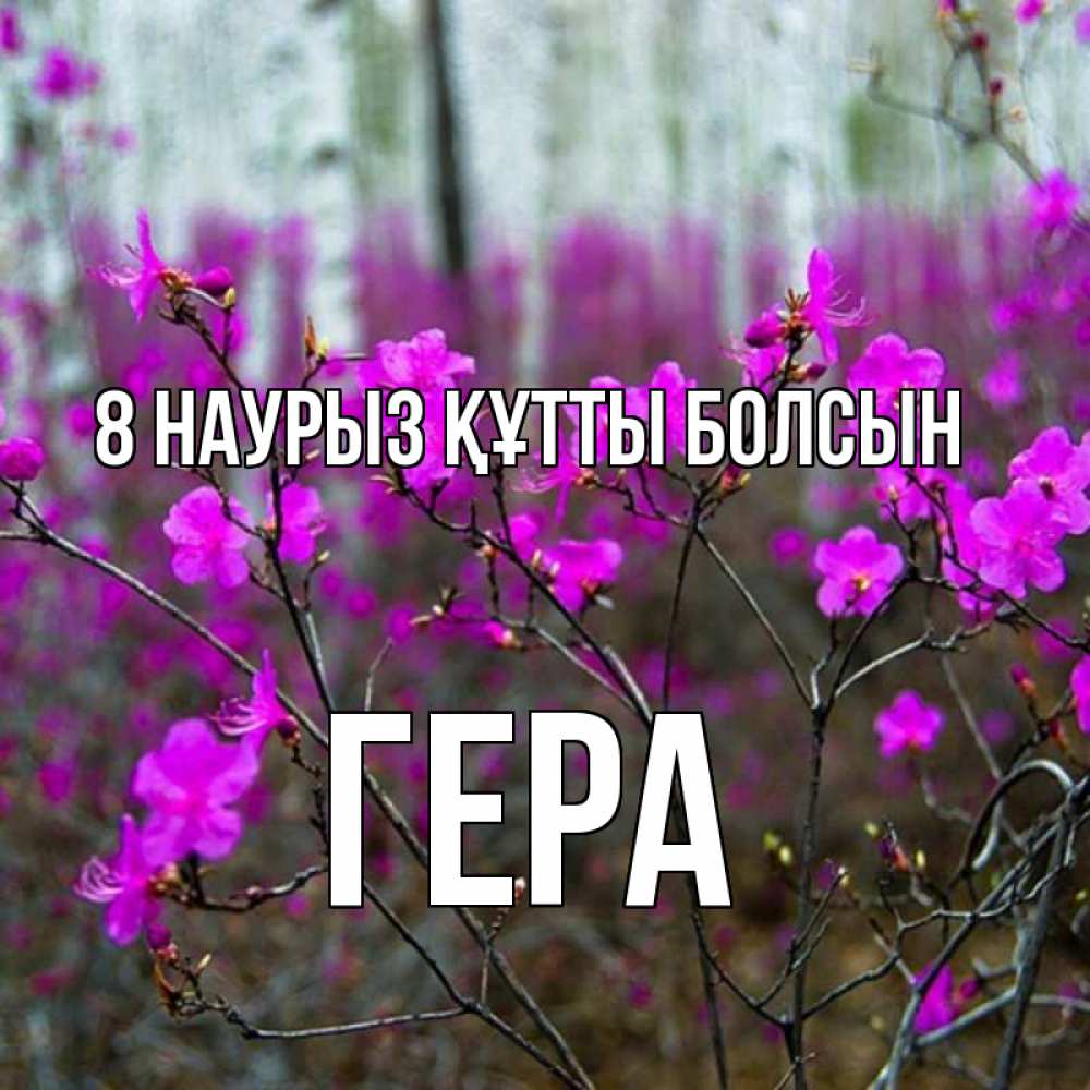 Күн сайын ашық хат с именем, Гера 8 наурыз құтты болсын дикие цветы Онлайн тегін жүктеп алу тілектері бар керемет карта 