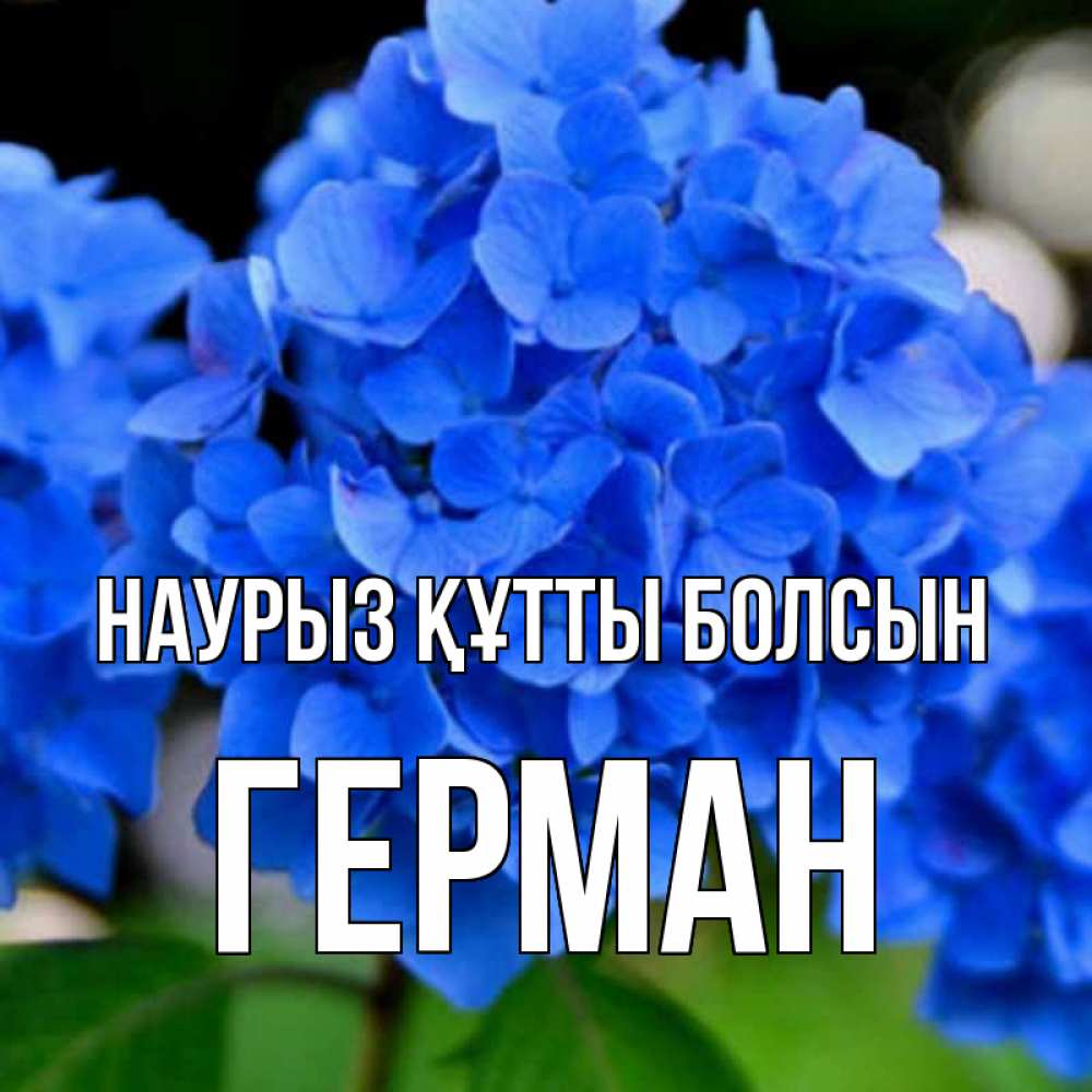 Күн сайын ашық хат с именем, Герман Наурыз құтты болсын синие цветы Онлайн тегін жүктеп алу тілектері бар керемет карта 