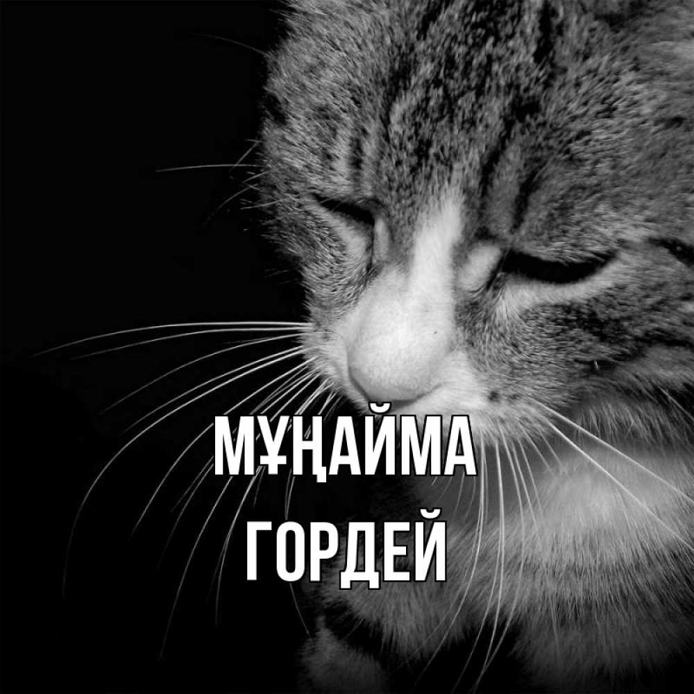 Күн сайын ашық хат с именем, Гордей Мұңайма грустный котик Онлайн тегін жүктеп алу тілектері бар керемет карта 
