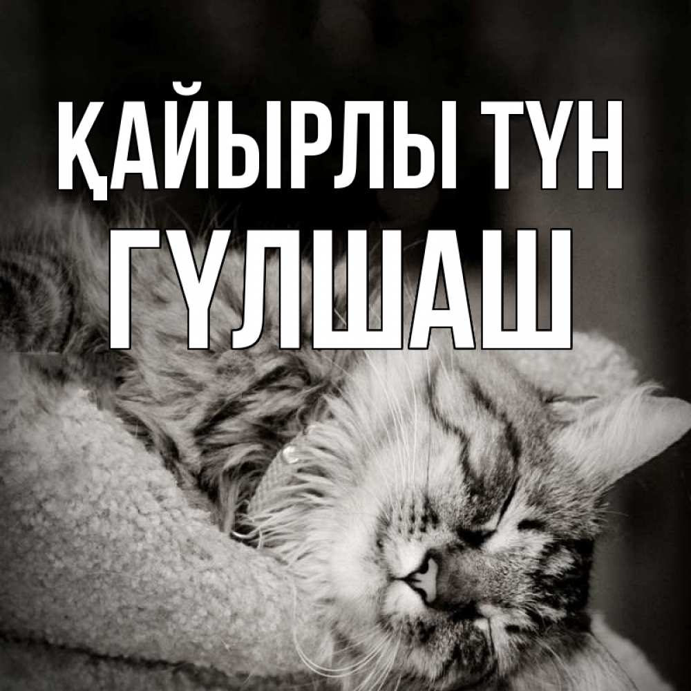 Күн сайын ашық хат с именем, ГҮЛШАШ Қайырлы түн котярик пушистый Онлайн тегін жүктеп алу тілектері бар керемет карта 