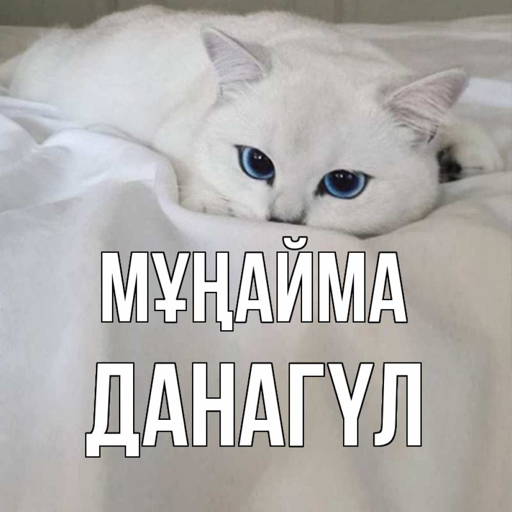 Күн сайын ашық хат с именем, ДАНАГҮЛ Мұңайма белый кот с голубыми глазами на белоснежной кровати Онлайн тегін жүктеп алу тілектері бар керемет карта 