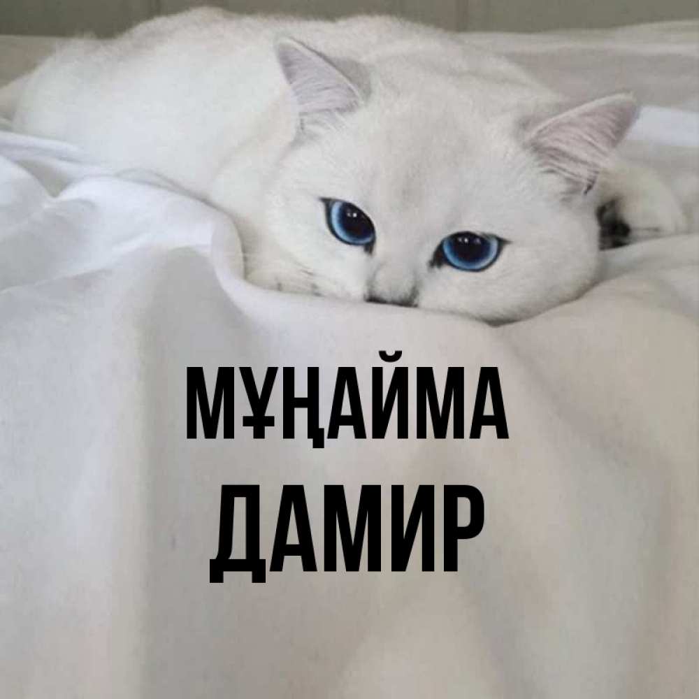 Күн сайын ашық хат с именем, Дамир Мұңайма Голубоглазая кошка Онлайн тегін жүктеп алу тілектері бар керемет карта 