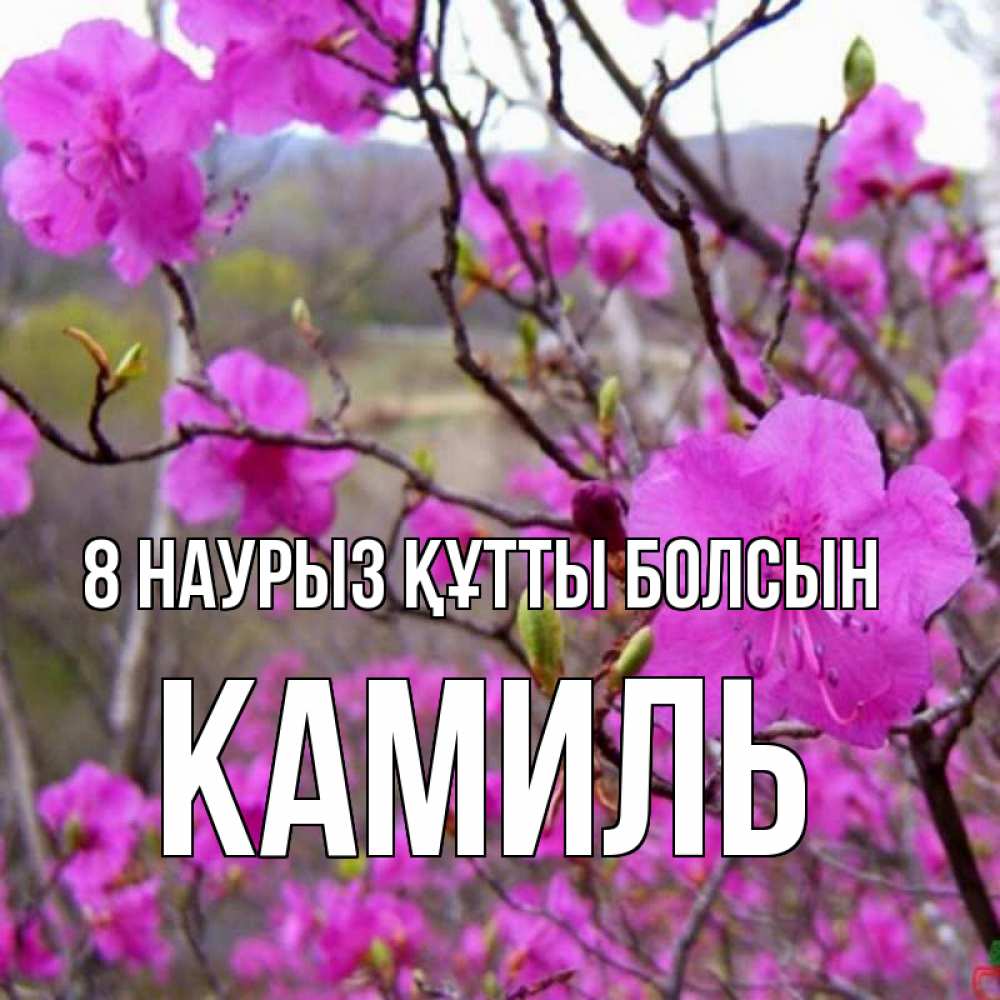 Күн сайын ашық хат с именем, Камиль 8 наурыз құтты болсын международный женский день Онлайн тегін жүктеп алу тілектері бар керемет карта 