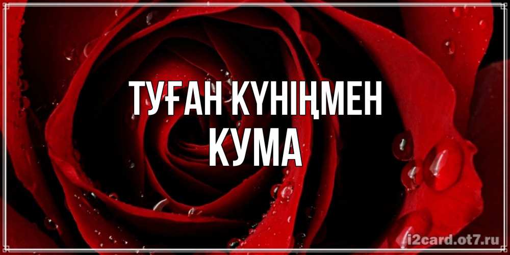 Күн сайын ашық хат с именем, Кума Туған күніңмен крупная бордовая роза Онлайн тегін жүктеп алу тілектері бар керемет карта 
