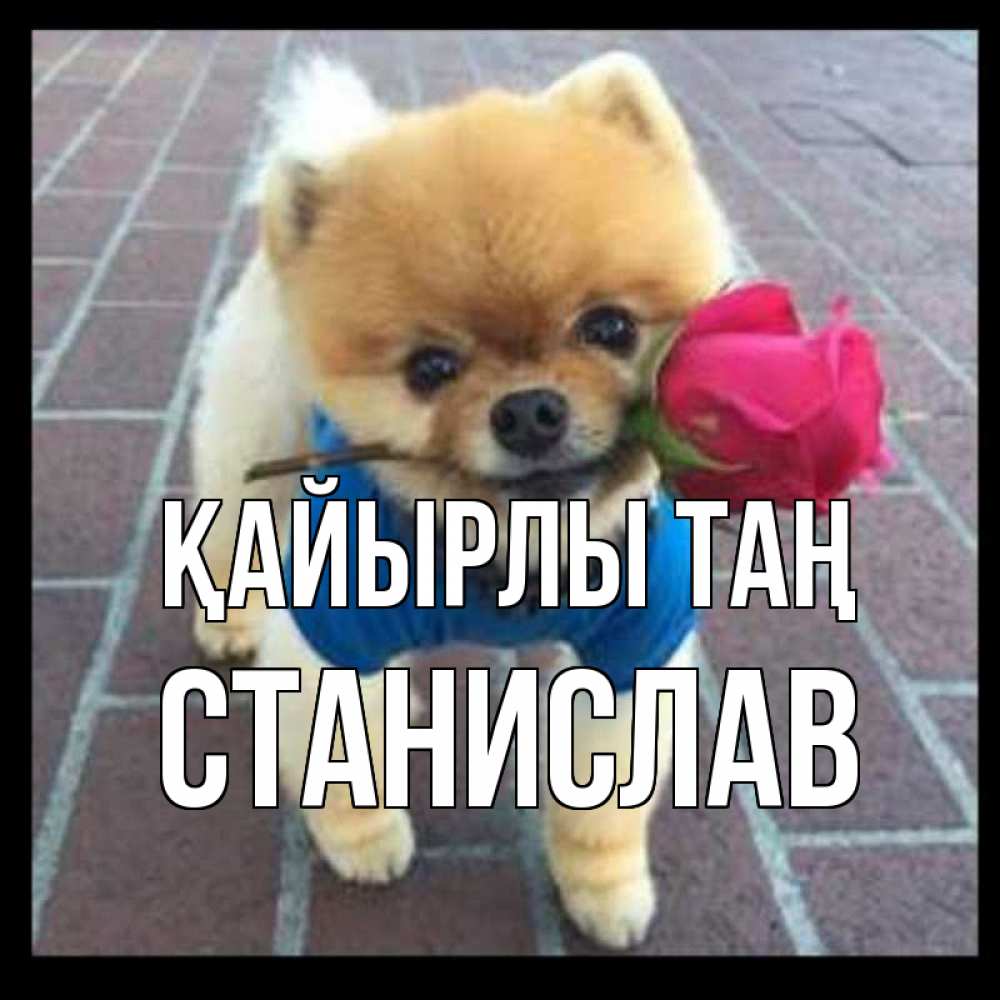 Күн сайын ашық хат с именем, Станислав Қайырлы таң роза в зубах Онлайн тегін жүктеп алу тілектері бар керемет карта 