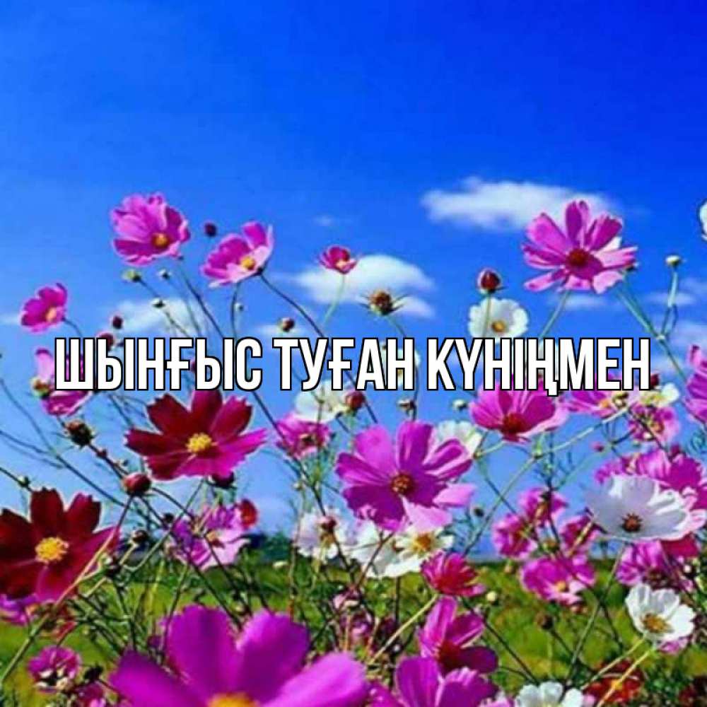 Картинка  с именем , ШЫНҒЫС! ТУҒАН КҮНІҢМЕН!