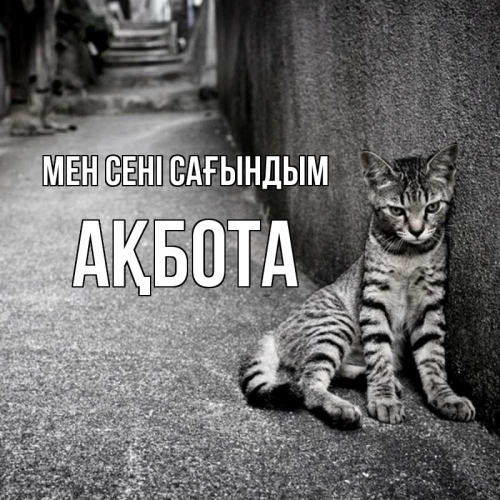 Күн сайын ашық хат с именем, Ақбота Мен сені сағындым одиноко котику Онлайн тегін жүктеп алу тілектері бар керемет карта 