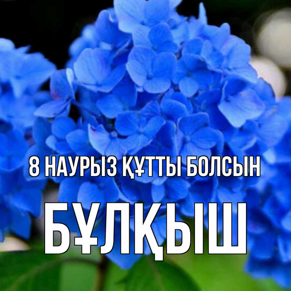 Күн сайын ашық хат с именем, Бұлқыш 8 наурыз құтты болсын синие цветы Онлайн тегін жүктеп алу тілектері бар керемет карта 