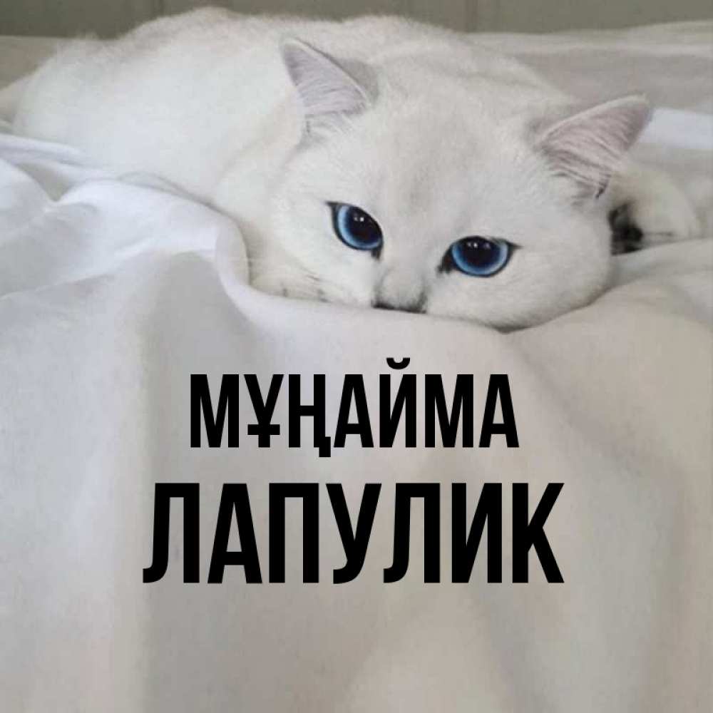 Күн сайын ашық хат с именем, Лапулик Мұңайма Голубоглазая кошка Онлайн тегін жүктеп алу тілектері бар керемет карта 
