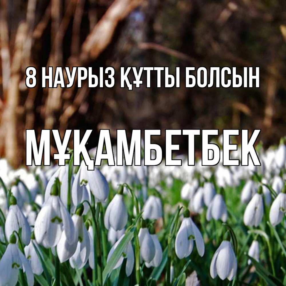 Күн сайын ашық хат с именем, Мұқамбетбек 8 наурыз құтты болсын с подснежниками 1 Онлайн тегін жүктеп алу тілектері бар керемет карта 