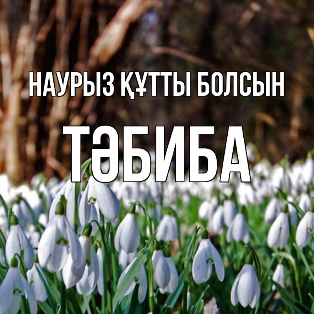 Күн сайын ашық хат с именем, ТӘБИБА Наурыз құтты болсын с подснежниками 1 Онлайн тегін жүктеп алу тілектері бар керемет карта 
