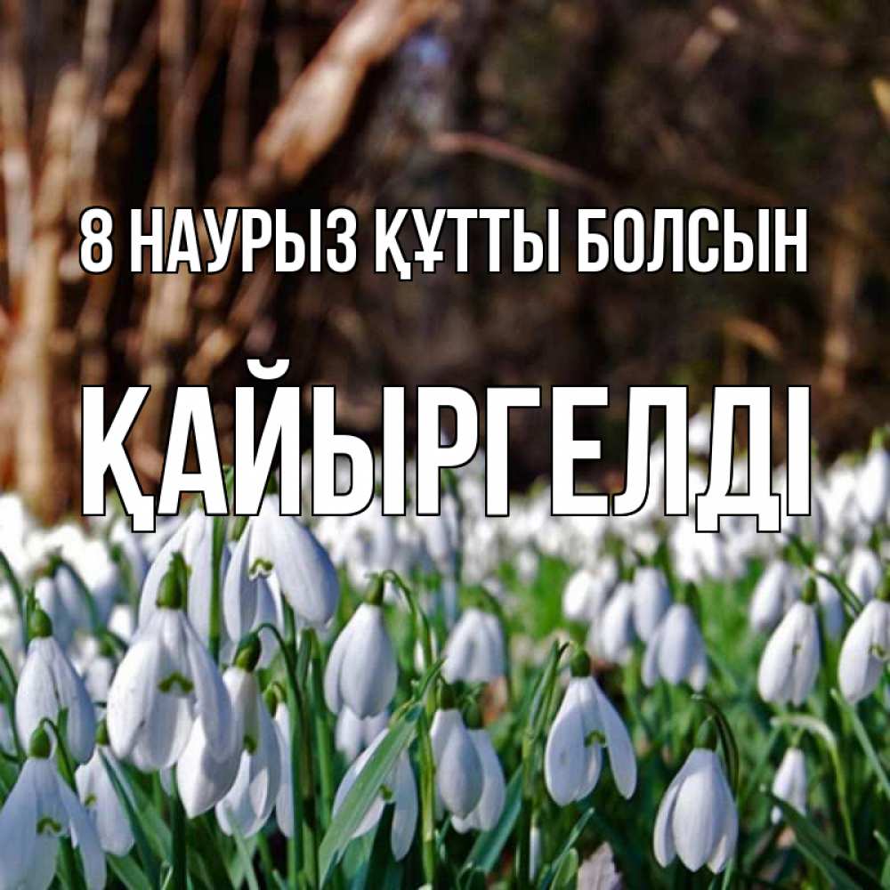 Күн сайын ашық хат с именем, Қайыргелді 8 наурыз құтты болсын с подснежниками 1 Онлайн тегін жүктеп алу тілектері бар керемет карта 
