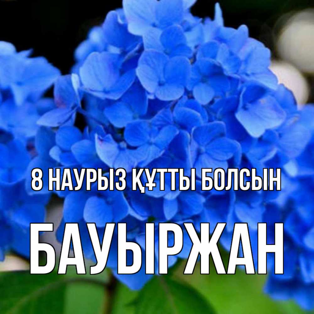 Күн сайын ашық хат с именем, Бауыржан 8 наурыз құтты болсын синие цветы Онлайн тегін жүктеп алу тілектері бар керемет карта 