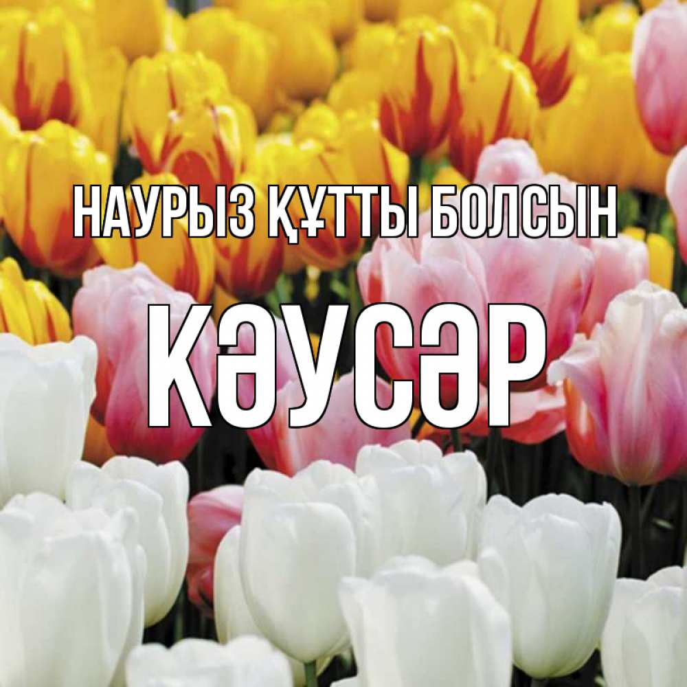 Күн сайын ашық хат с именем, КӘУСӘР Наурыз құтты болсын разноцветные цветы Онлайн тегін жүктеп алу тілектері бар керемет карта 