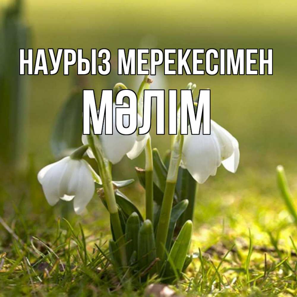 Күн сайын ашық хат с именем, МӘЛІМ Наурыз мерекесімен ранние цветы 2 Онлайн тегін жүктеп алу тілектері бар керемет карта 