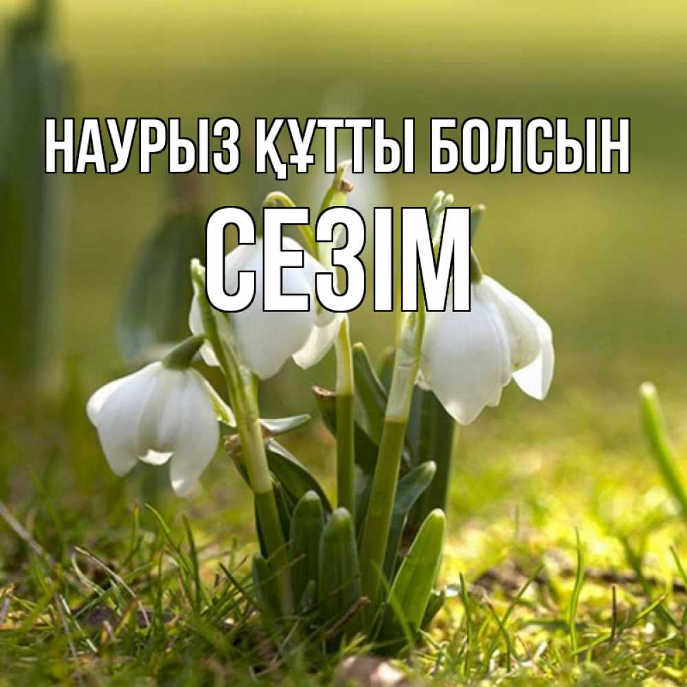 Күн сайын ашық хат с именем, СЕЗІМ Наурыз құтты болсын ранние цветы 2 Онлайн тегін жүктеп алу тілектері бар керемет карта 
