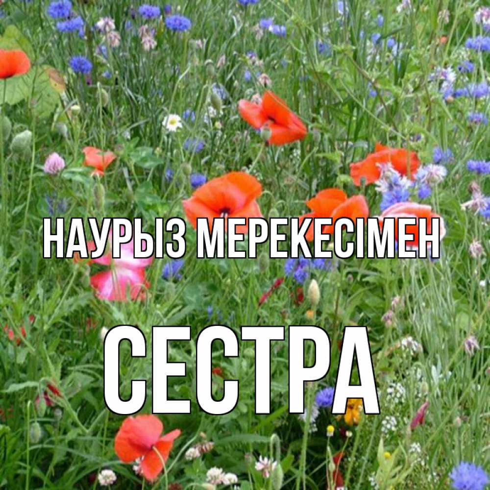 Күн сайын ашық хат с именем, Сестра Наурыз мерекесімен праздник весны наурыз супер открытка Онлайн тегін жүктеп алу тілектері бар керемет карта 