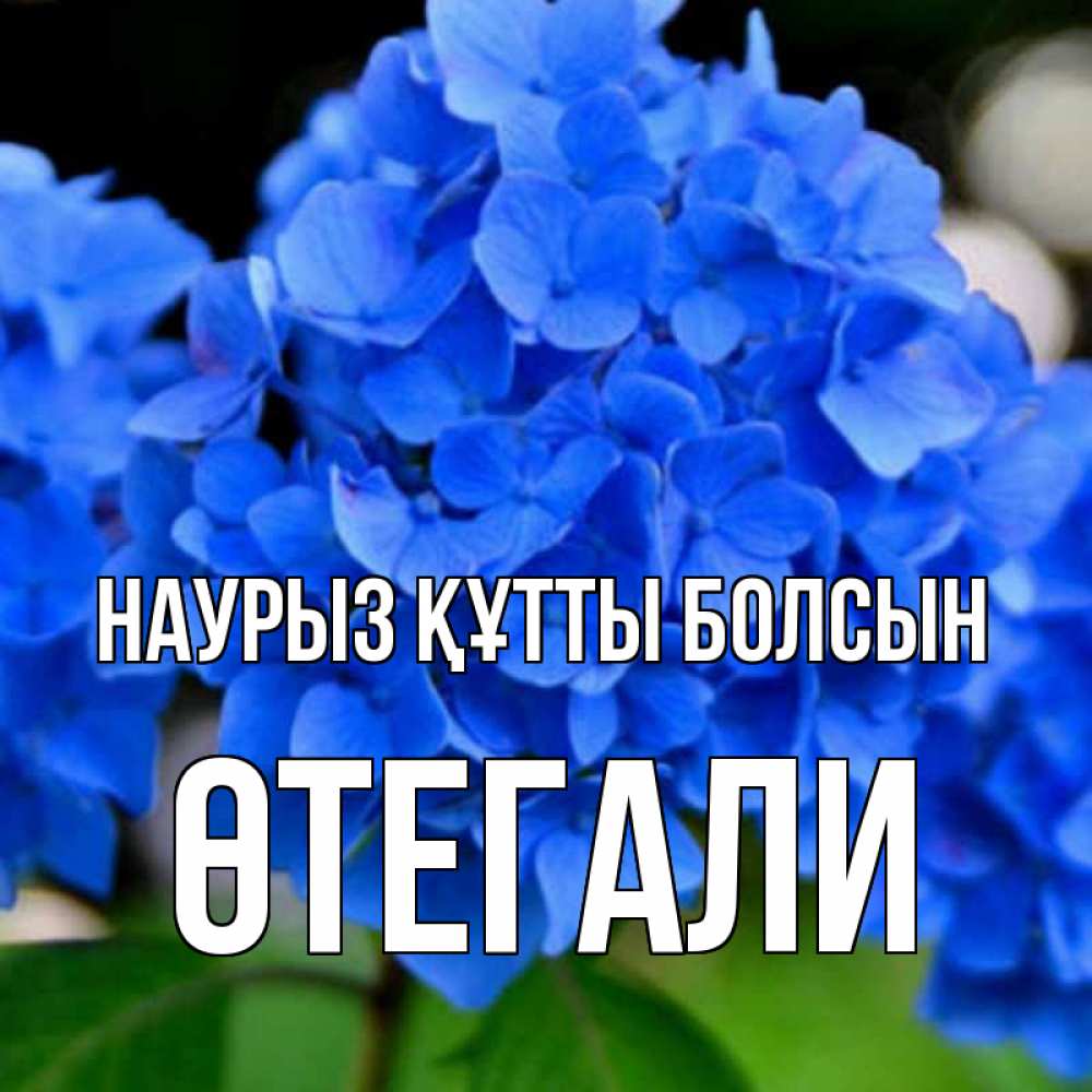 Күн сайын ашық хат с именем, ӨТЕГАЛИ Наурыз құтты болсын синие цветы Онлайн тегін жүктеп алу тілектері бар керемет карта 