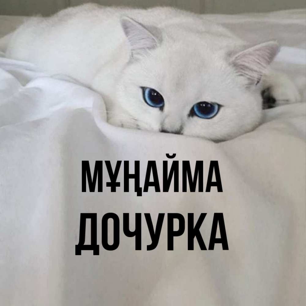 Күн сайын ашық хат с именем, Дочурка Мұңайма Голубоглазая кошка Онлайн тегін жүктеп алу тілектері бар керемет карта 
