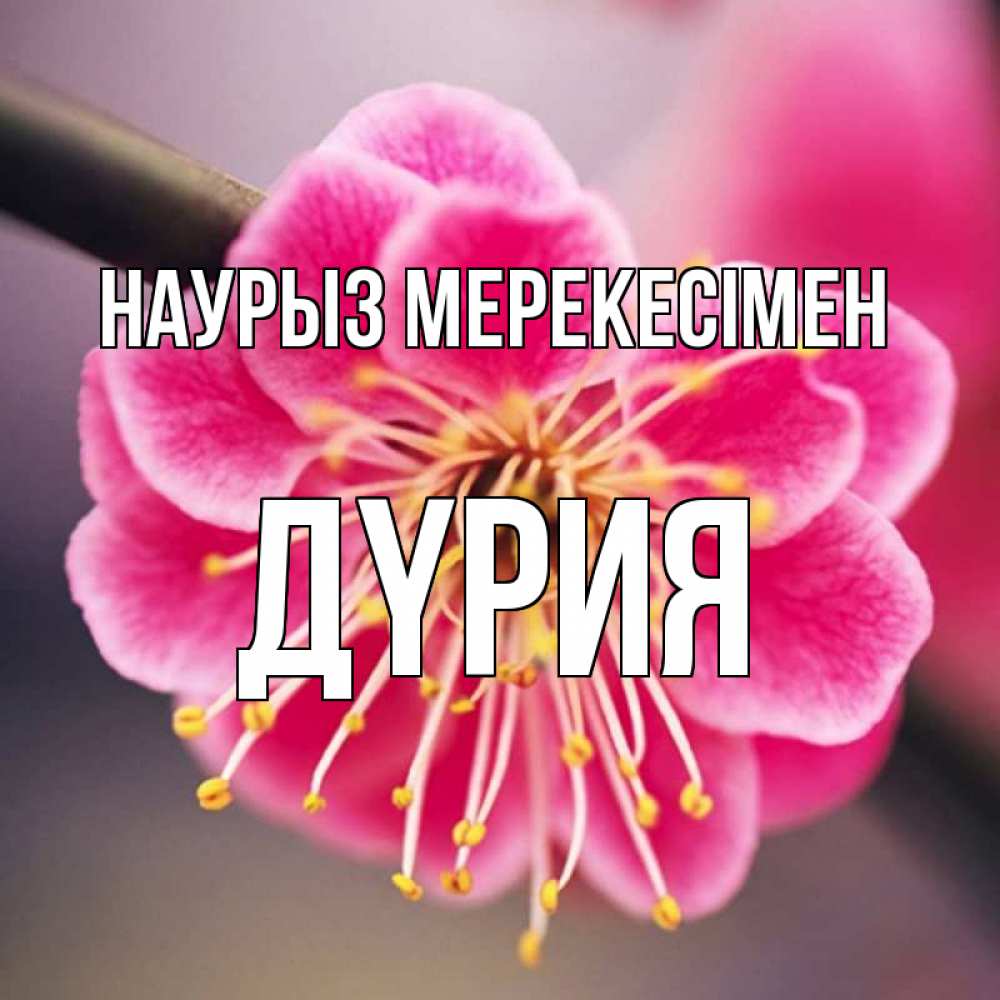 Күн сайын ашық хат с именем, ДҮРИЯ Наурыз мерекесімен цветы Онлайн тегін жүктеп алу тілектері бар керемет карта 