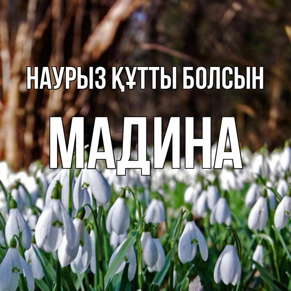 Күн сайын ашық хат с именем, Мадина Наурыз құтты болсын с подснежниками 1 Онлайн тегін жүктеп алу тілектері бар керемет карта 