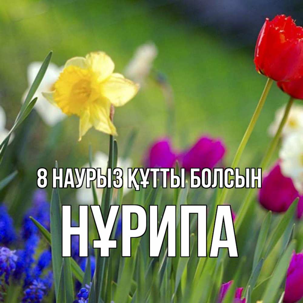 Күн сайын ашық хат с именем, НҰРИПА 8 наурыз құтты болсын международный женский день 3 Онлайн тегін жүктеп алу тілектері бар керемет карта 